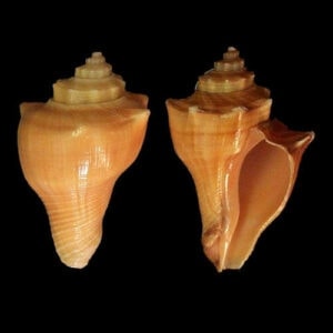 Natural Hermit Crab Sea Shells wholesale supplies