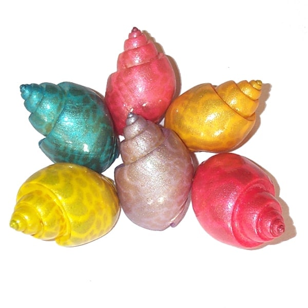 Fancy dyed Hermit Crab Shells By sals Marine