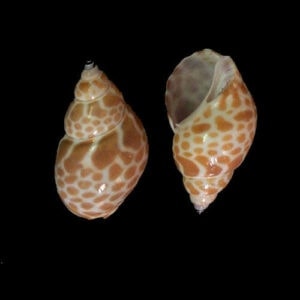 Hermit Crab Shells and land Hermit Crab Shells