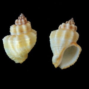 Natural Hermit Crab Sea Shells wholesale supplies