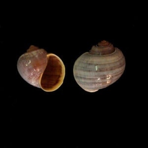 natural land hermit crab shells