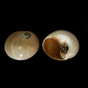 Land Hermit Crab shells natural land hermit crab shells