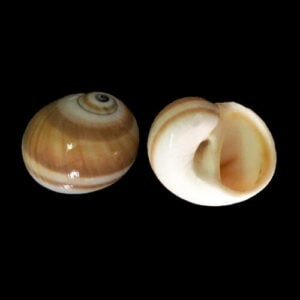 land hermit crab shells natural wholesale