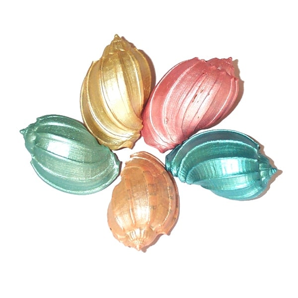 Dyed Hermit Crab shells Wholesale by Sals Marine
