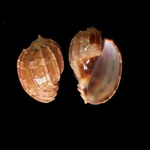 wholesale Natural Hermit Crab Shells