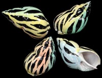 Painted Shells for Hermit Crabs by Sals Marine