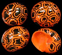 hermit crab shells